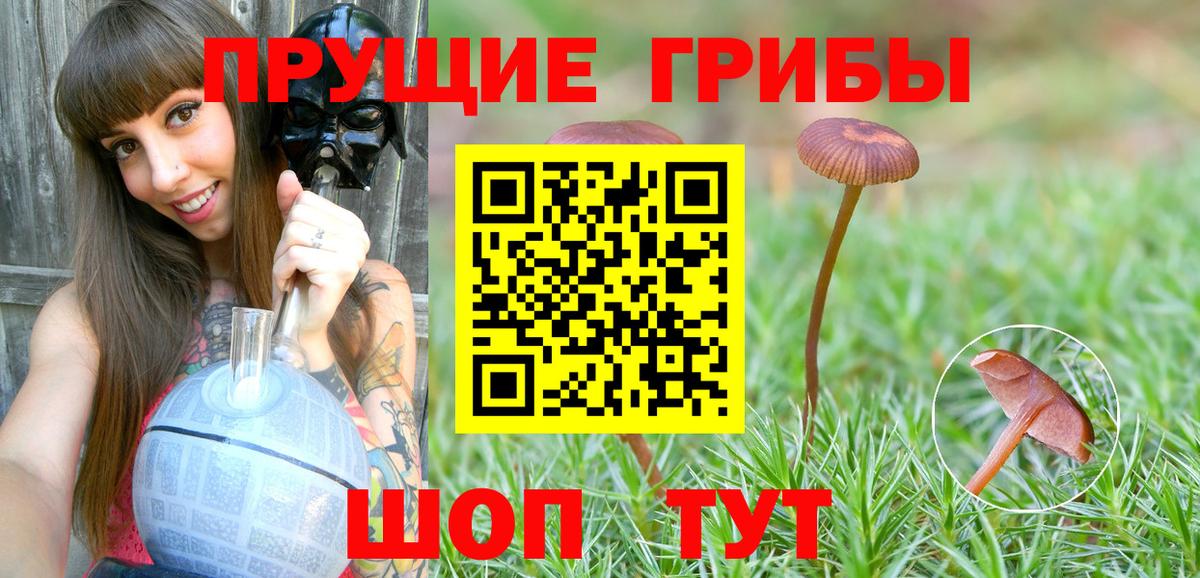 Галлюциногенные грибы Psilocybine cubensis  купить  сайты  Миллерово  Вход с VPN 